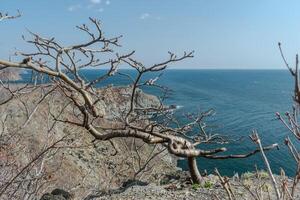 Bright pink rhododendron on top of a cliff above the sea. photo
