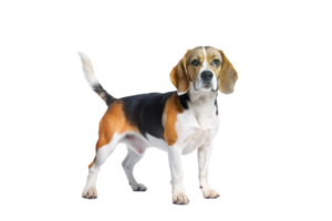 adorabile tricolore beagle cane in piedi su nero sfondo pieno corpo studio tiro png