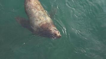 Wild animal Steller Sea Lion or Northern Sea Lion Eumetopias Jubatus marine mammal swimming in cold water of Pacific Ocean. Asia, Far East, Kamchatka Peninsula video