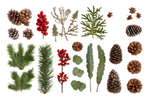pinhas e vegetação em Claro fundo png