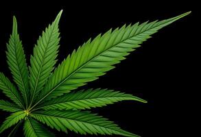 Lush Green Cannabis Leaf Closeup on Black Background photo