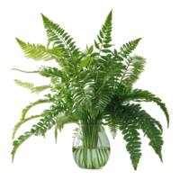 vibrante verde samambaia folhas acordo para ecológico e natural temas png