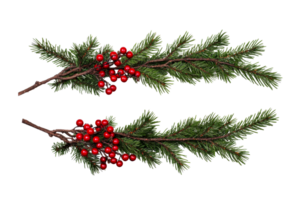 Festive green branches with red berries on transparent background png