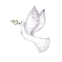 en volant Colombe en portant un olive branche comme une signe de paix. premier communion, Baptême salutation cartes, invitation, mariage carte. aquarelle illustration png