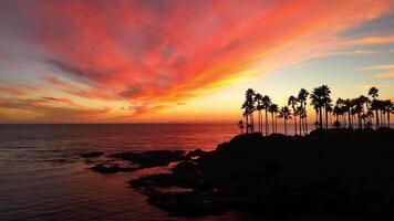 aéreo ver de puesta de sol en el playa con Coco árbol silueta antecedentes video