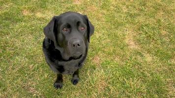 nero labrador cane da riporto cane seduta su il erba nel primavera video