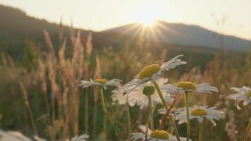 In a vibrant scene, a multitude of daisies gracefully bloom in a serene meadow, embraced by the warmth of a gently rising sun, while majestic mountains create a stunning and tranquil backdrop video