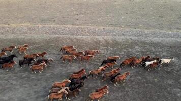 selvagem mustang galope através uma empoeirado campo às pôr do sol dentro uma tirar o fôlego aéreo Visão video