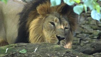 Wild lion resting majestically among lush foliage in the savannah capturing the essence of a fierce predator video