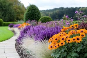 Colorful flowerbed with orange arctotis, purple salvia and ornamental grass growing in a garden photo