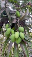 verde mangos en árbol, verde mangos creciente en un árbol. sano mango verde fruta. video