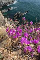 Bright pink rhododendron on top of a cliff above the sea. Asian photo