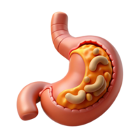 außergewöhnlich still abstrakt isoliert ausgeschnitten, Konzept Kunst Stil biomechanisch Bauch mit Verdauungs- Enzyme und Nährstoff Absorption System ultradetailliert mit transparent Hintergrund fachmännisch Schuss png