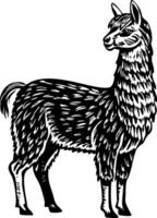 lama pacos ilustración en Clásico estilo vector