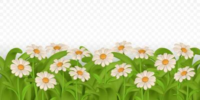 green grass border colorful daisy flower. Chamomile. vector