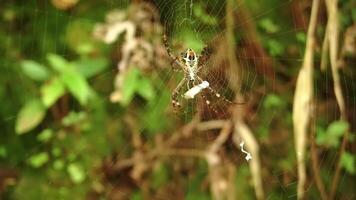A close-up of a spider in its web, surrounded by green foliage. The spider has a distinctive pattern and is positioned at the center of the web, which is intricately woven. video