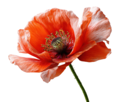 vivace rosso papavero fiore contro un' pulito sfondo per design png