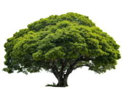 lussureggiante verde albero simboleggiante della natura bellezza e vitalità png