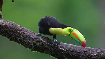 dichtbij omhoog portret van ramphastos sulfuratus video