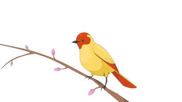oiseau chanteur perché sur bourgeon branche 2d personnage animation. printemps faune. observation des oiseaux ornithologie. mignonne oiseau avec brillant plumage Animé créature dessin animé 4k isolé sur blanc transparent video