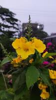 Yellow flower in the garden, Thailand. Campsis stans photo