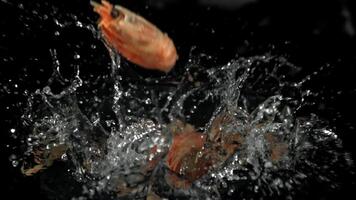el camarones otoño dentro el agua. filmado en un alta velocidad cámara a 1000 fps. alto calidad full HD imágenes video