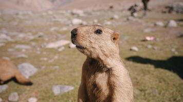 selvagem marmota olhando alerta em montanha campo video