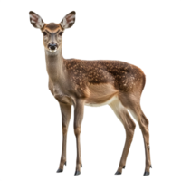 Dark Doe Standing isolated on transparent background png