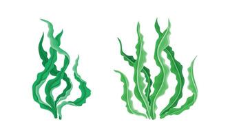 algas marinas o macroalgas como acuático y marina plantas creciente en Oceano fondo conjunto vector
