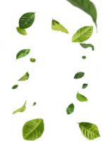 queda verde folhas em transparente fundo folhas png