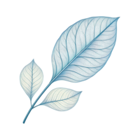 elegant ritad för hand blå löv illustration på transparent bakgrund png